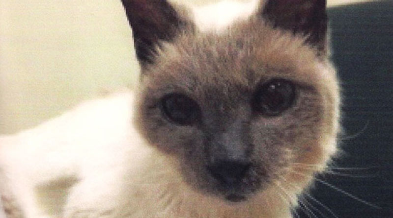 Scooter, briefly the world's oldest living cat, dead at 30
