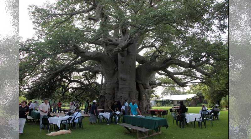 This 6000 Year Old Hollowed Tree has a Bar Inside!