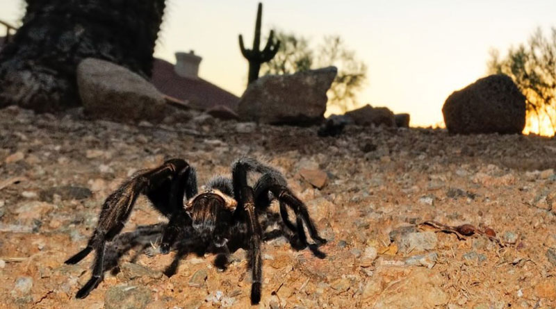 Tarantula panic in Nadia