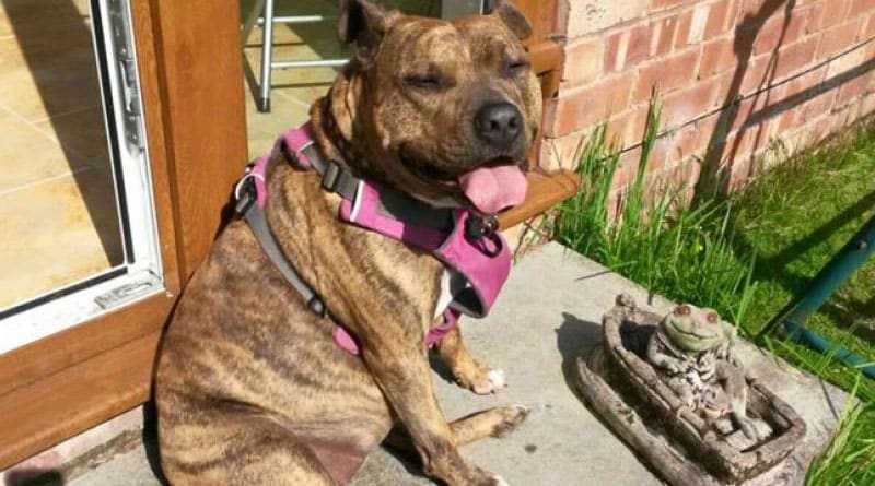 Britain's loneliest dog' lands role in Hollywood movie