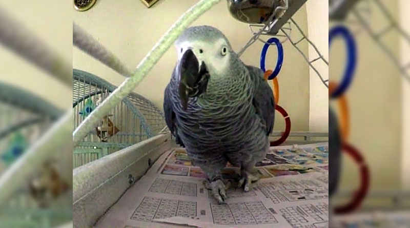 Foul-mouthed parrot may be used as evidence in murder trial, prosecutor says