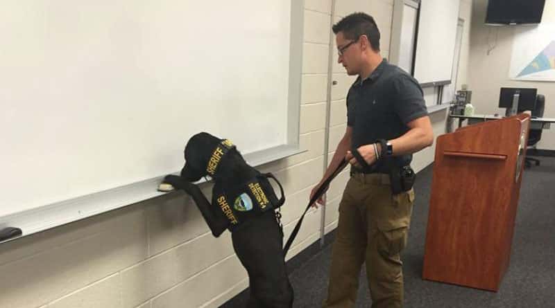 Porn-seeking dog nicknamed ‘porn dog’ helps police sniff out porn