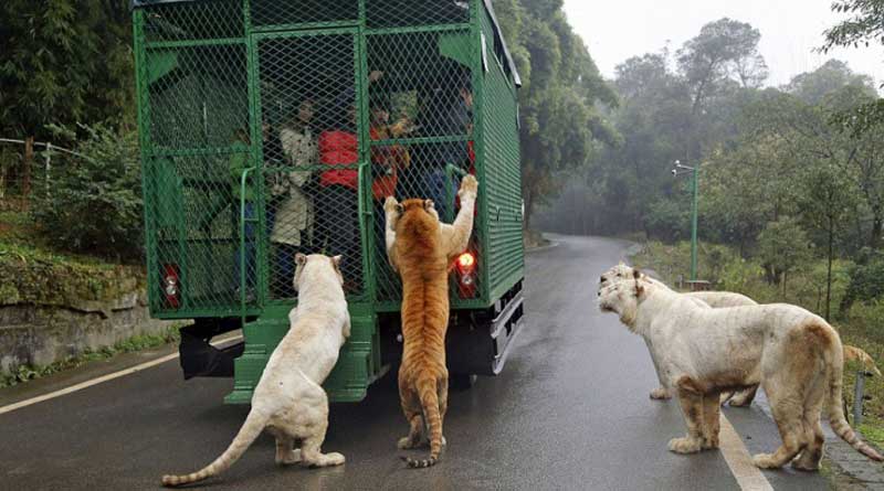 This Is China's Most Ferocious Zoo - Where People Are Caged And Animals Roam Free