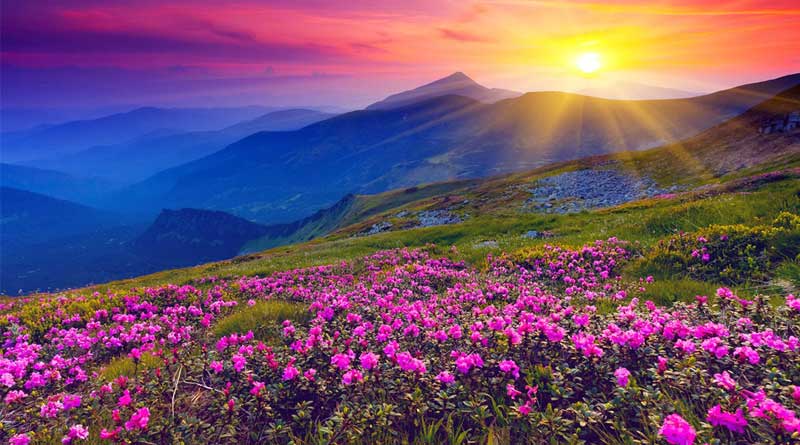 This Monsoon, Visit The Valley of Flowers National Park, Uttrakhand, India