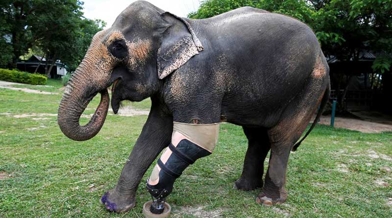 Elephant Braveheart Who Just Got Her Ninth Prosthetic Leg
