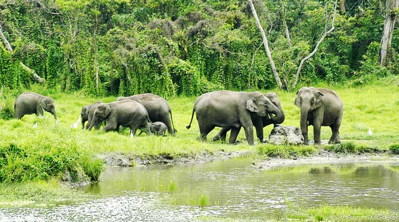 Murti, Dooars – 84 kms from Siliguri