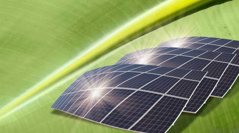 photosynthesis-model of trees helps scientists to-develop-fuel-from-sunlight