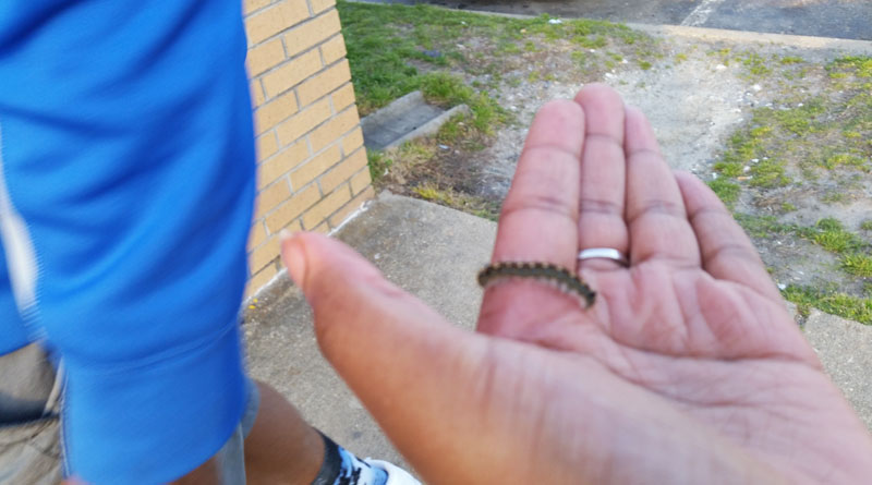 'kepmari' in Belur by showing false Caterpillar