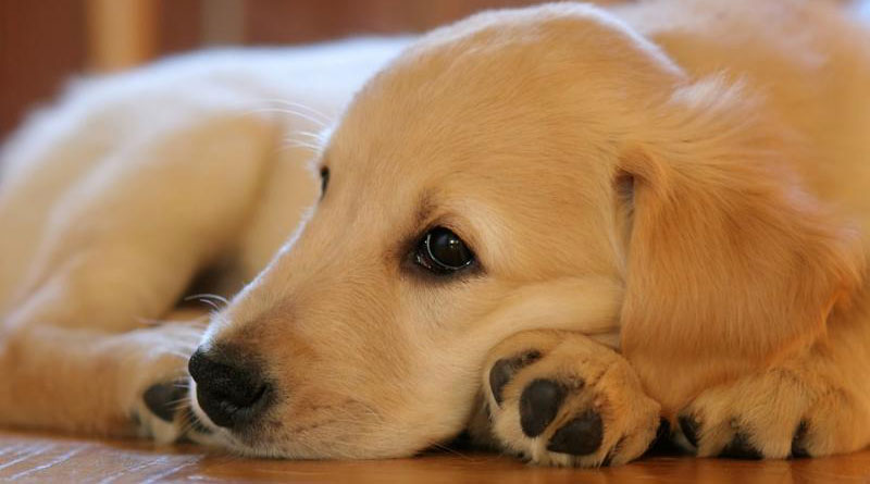 Tamil Nadu woman sets herself on fire after husband abandons pet dog