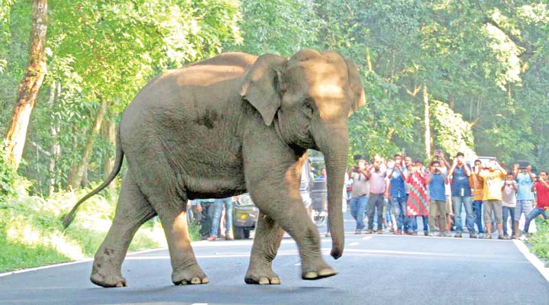 Selfie With Elephants, Tourists Escaped From Danger