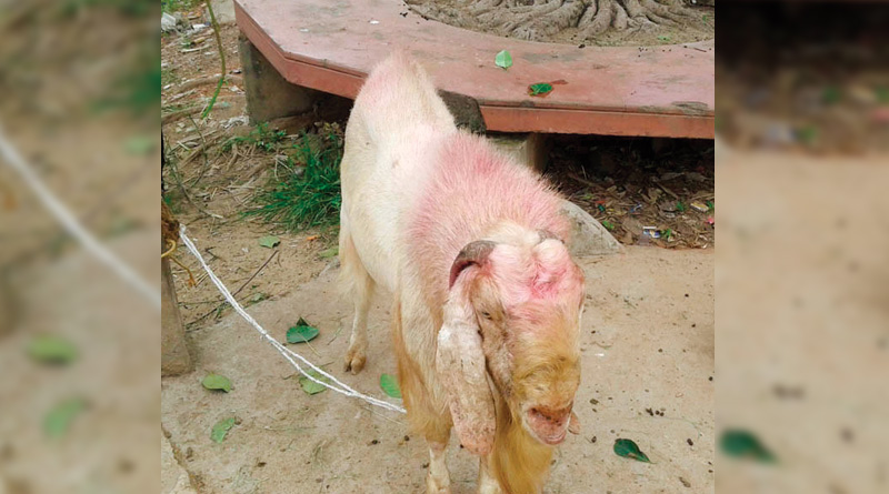 Goat Creates Havoc Terror in Suri's Bhadrapur