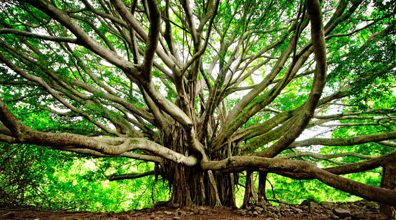 “Haunted tree” in Orissa village creates panic
