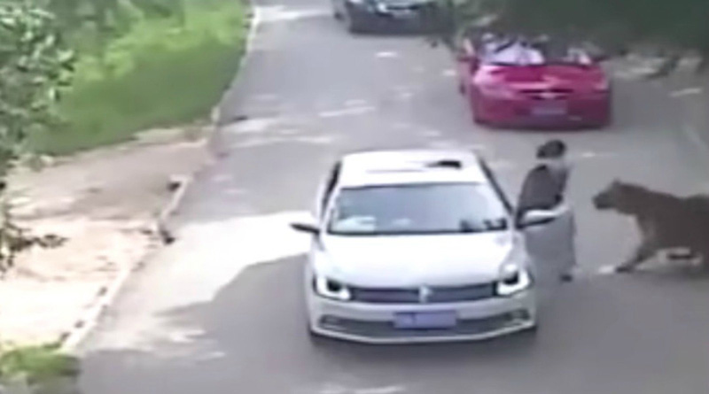 Disturbing video shows tiger attacking tourist at safari park; woman killed during rescue attempt
