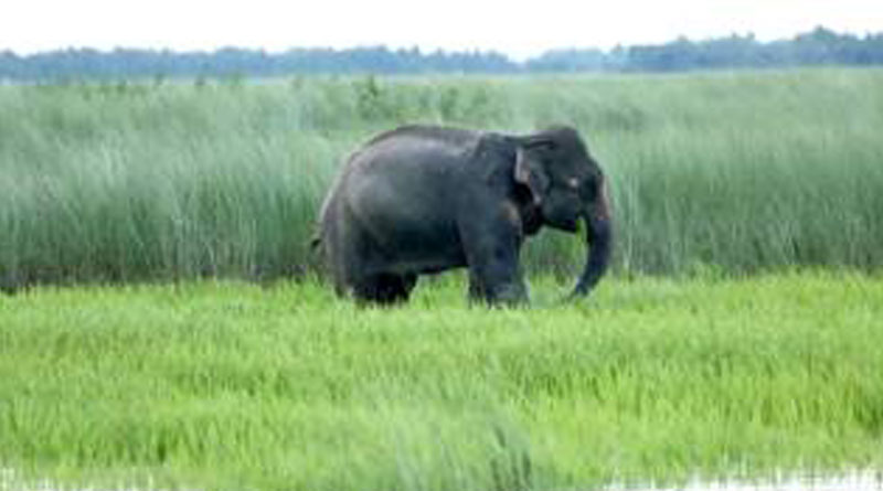 An Elephant Shows the way of Frienship between India and Bangladesh