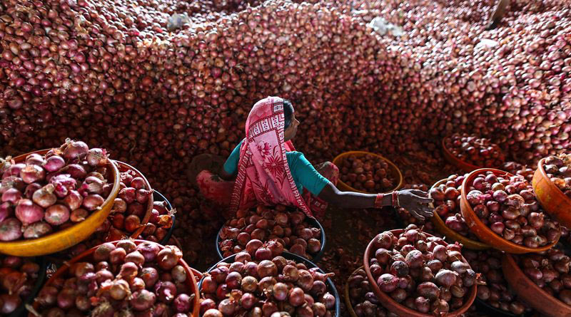 Rain & rot make onions free