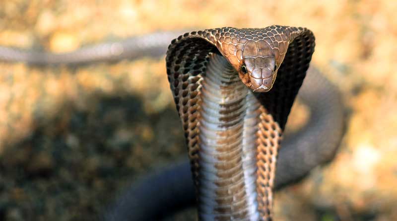 Bengal will help to set guidelines for venom treatment in all over India