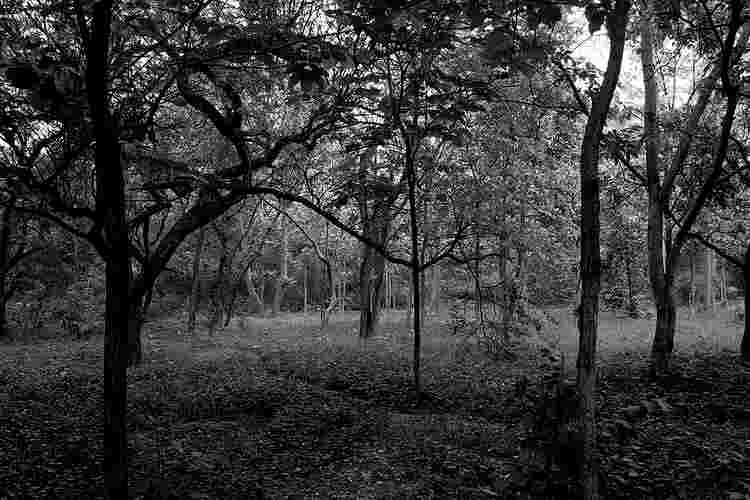 Locals panicked as Cryptic animals spotted near Teesta River
