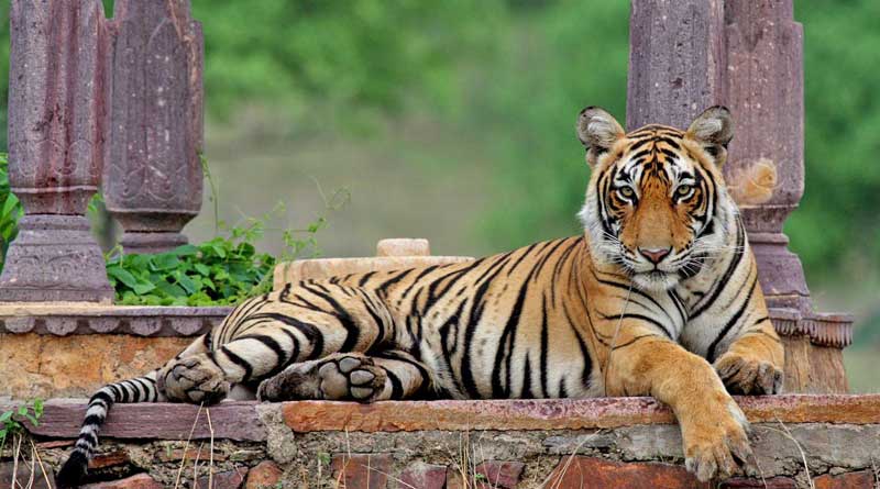 Jaldapara national park bringing tiger from assam