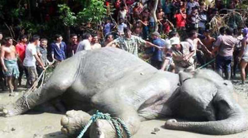 Assam Elephant who travelled 1700 Km Dies In Bangladesh