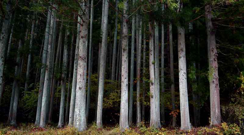 Aokigahara Suicide Forest