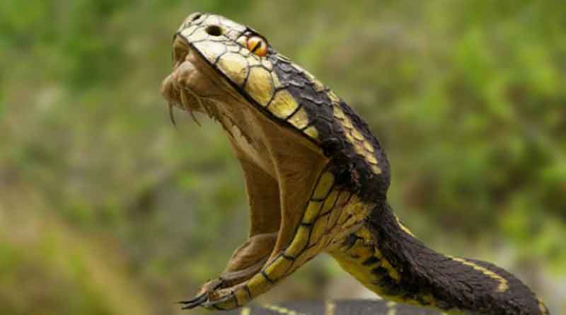 Wrong treatment for snake bike, National Medical saved dying patient