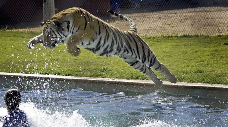 Students Not Willing To Go To School Due To Tiger Attack In Tamil Nadu