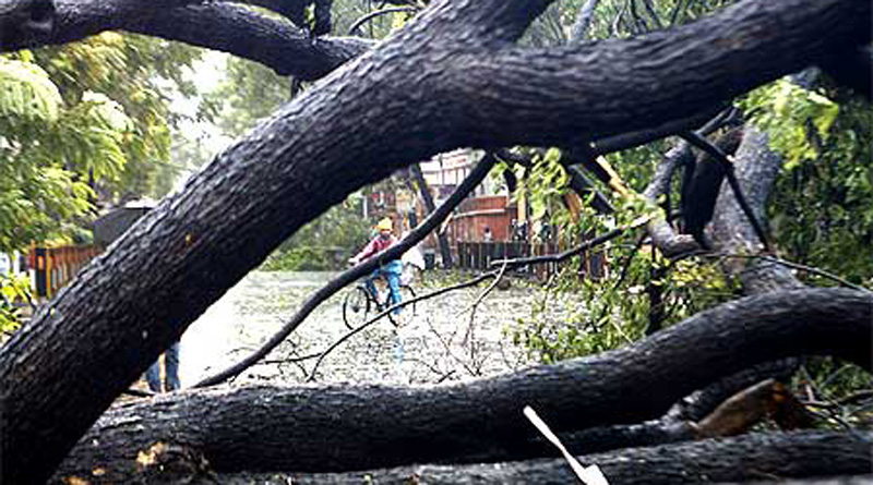 Kolkata May Face A Havoc Problem In Next Summer Due To Broken Trees