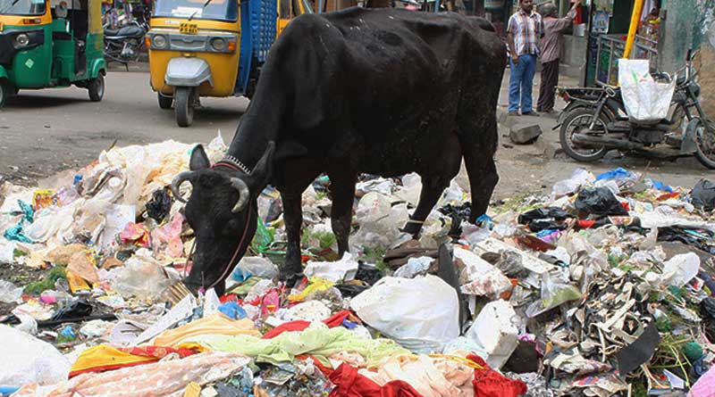 100 kgs of plastic and other waste found in the Stomach of a Cow