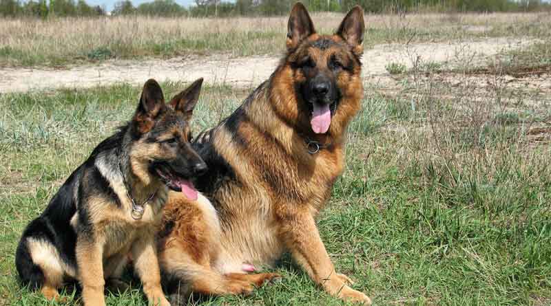 Man dies trying to run away from dog