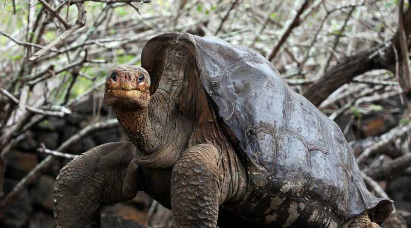 Entire species saved because of the sex-addiction of this Tortoise