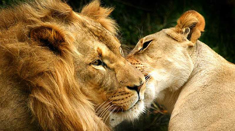 Chittagong zoo arranges a wedding party for lion and lioness
