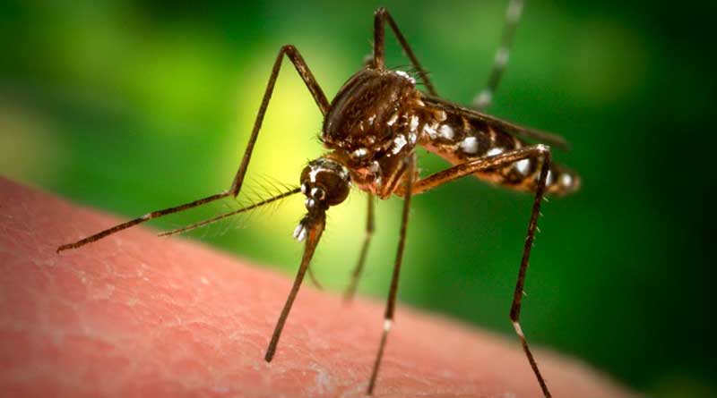 Malaria leads to death at Jhargram