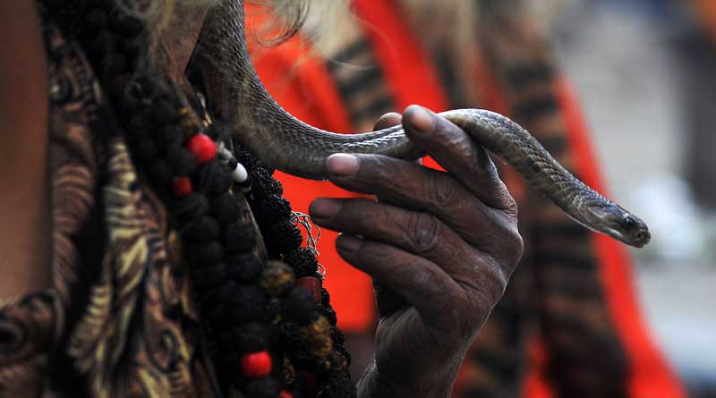 shamans are targeting hospitals to get snake bite infected patients