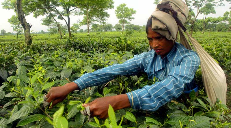 Tea estate manager brutally murdered