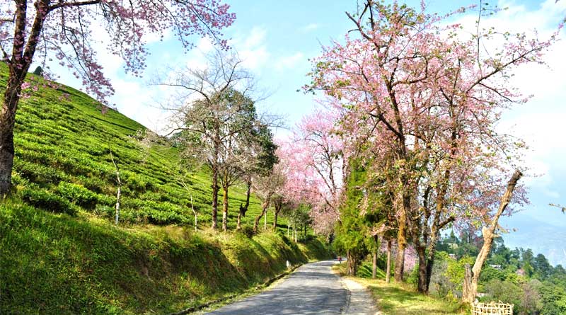 Cherry Resort Sikkim tour