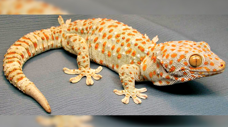 Gecko Smuggling On The Rise In North Bengal