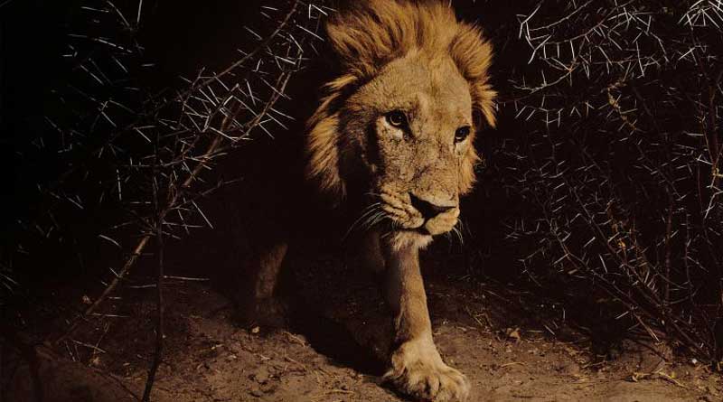Fade up of visitors, Gir lions go into hiding