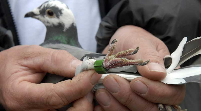 Police seize over 150 pigeons used for espionage