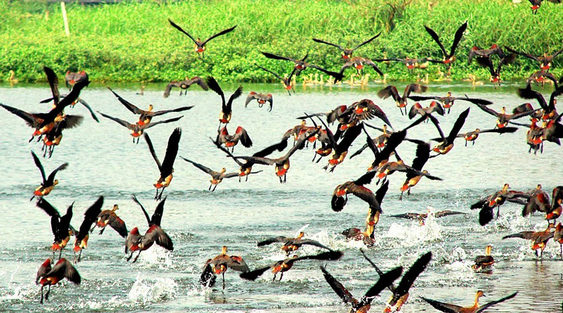 Enjoy With Variety Of Birds And Marshland At Rasikbil, Dooars