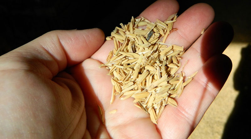 West Bengal government thought of generating electricity from husk