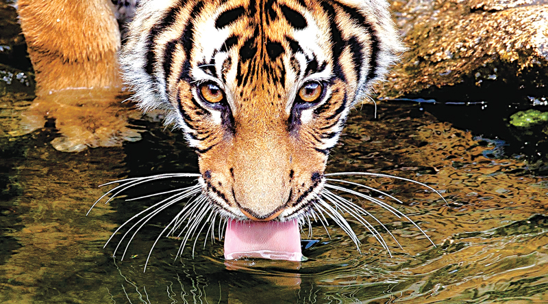 sundarban_web 1