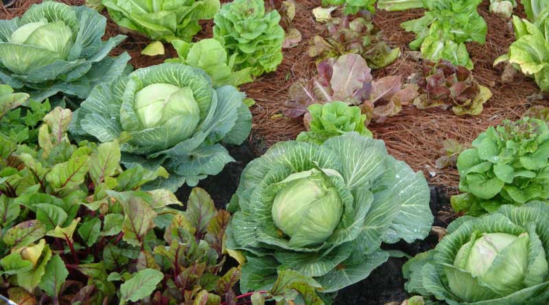 To Prevent Malnutrition, Bankura Will Plant Vegetable Farms In Local Families