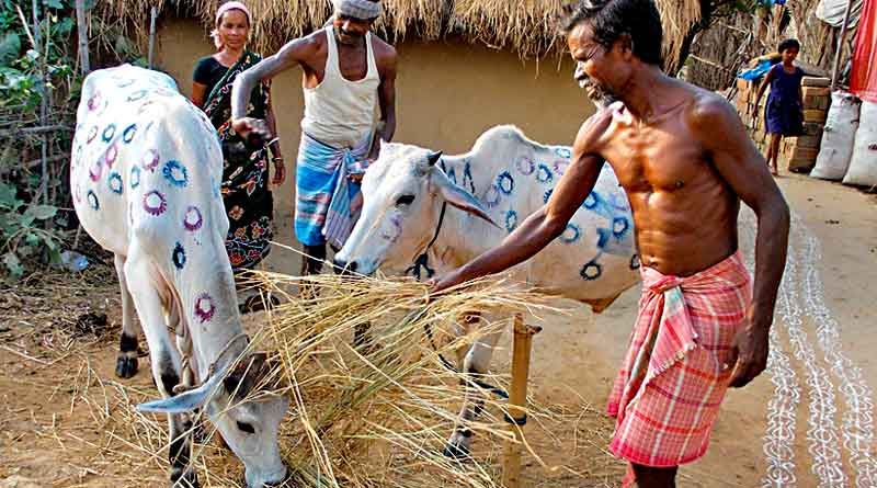 The custom of cow marriage in Bankura