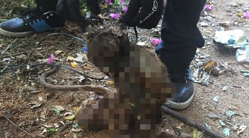 Four medical students brutally kill monkey in Tamil Nadu