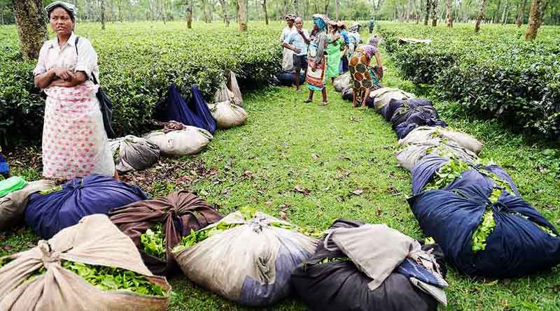Bangladeshi miscreants in the adjacent tea garden