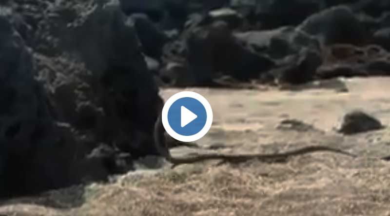 Thrilling video of a chase 