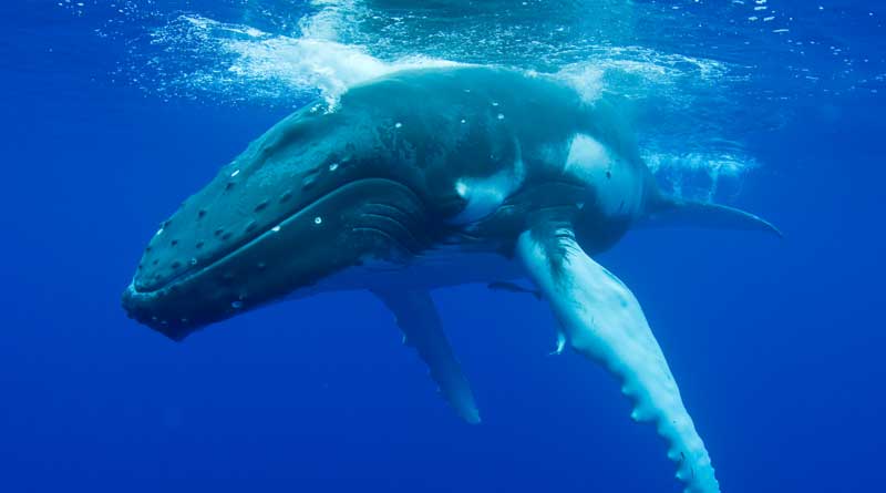Nearly 100 pilot whales are dead along Australia’s coast। Sangbad Pratidin