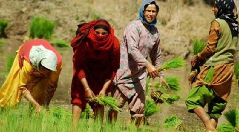 Farmers risk lives to harvest basmati rice along J&K border