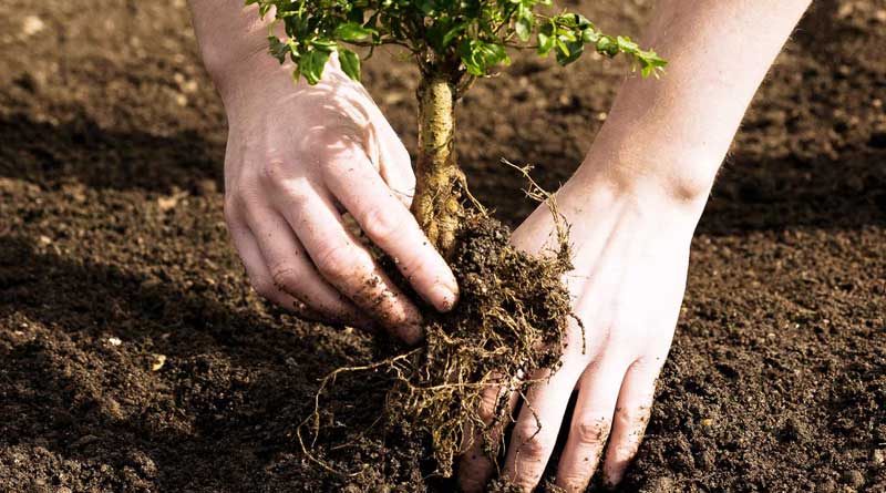 More tree plantation for a better environment