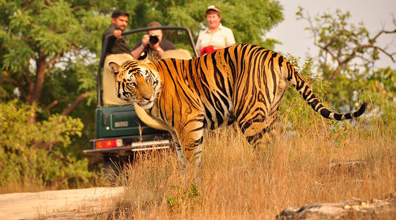 A visit to Kanha National Park
